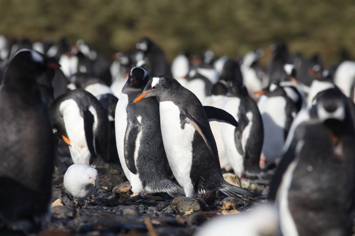 Pinguins na Antártida já sofrem da poluição por microplásticos