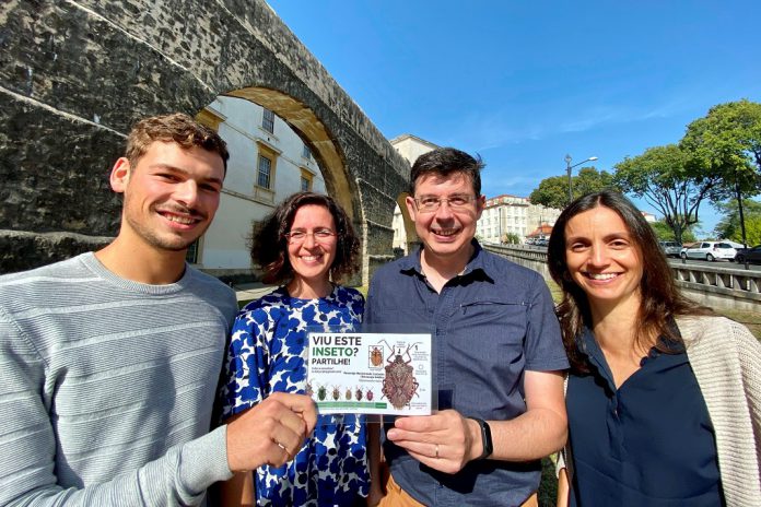 Percevejo asiático: um invasor a combater alertam investigadores de Coimbra Percevejo asiático: um invasor a combater alertam investigadores de Coimbra