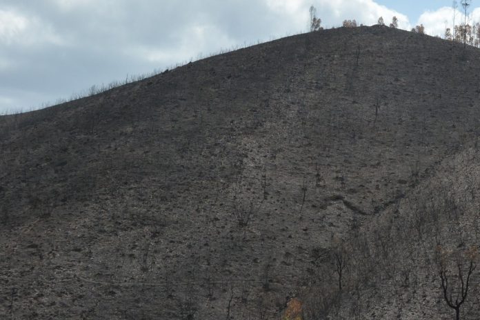 Castro Daire com 140 hectares queimados para renovação de pastagens