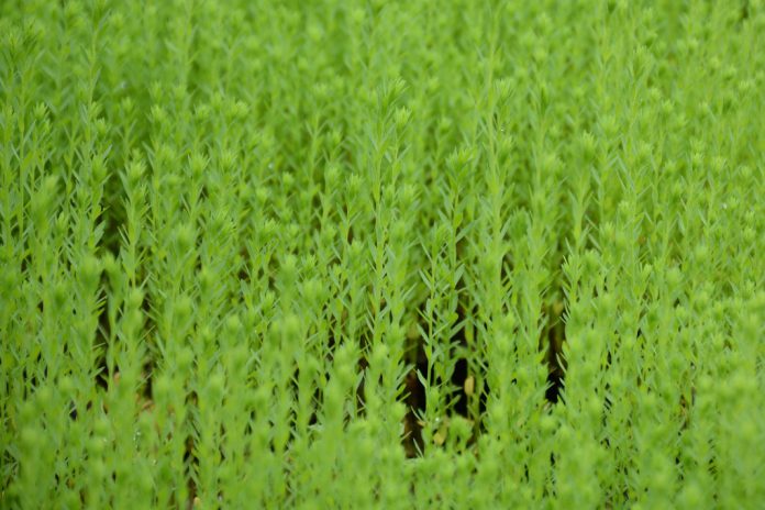“Agroambientais sem glifosato/herbicidas” - uma campanha por melhores práticas agrícolas