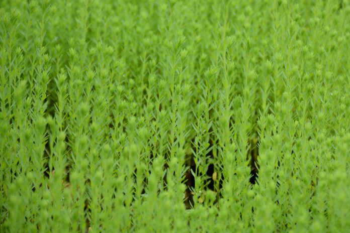 “Agroambientais sem glifosato/herbicidas” - uma campanha por melhores práticas agrícolas “Agroambientais sem glifosato/herbicidas” - uma campanha por melhores práticas agrícolas