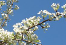 Com as alergias da Primavera a chegar o controlo médico preventivo é a melhor opção