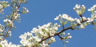 Com as alergias da Primavera a chegar o controlo médico preventivo é a melhor opção