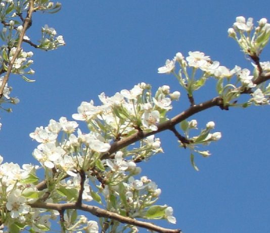 Com as alergias da Primavera a chegar o controlo médico preventivo é a melhor opção
