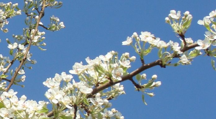 Com as alergias da Primavera a chegar o controlo médico preventivo é a melhor opção