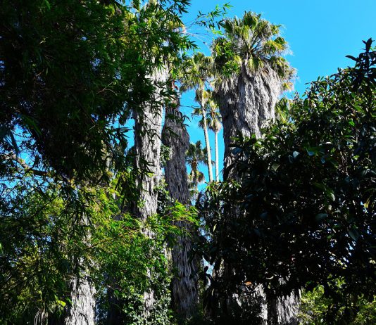 Dia Mundial da Terra 2020 é assinalado com a lição dada pelo novo coronavírus