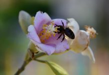 SEG lança primeiro curso online sobre Biodiversidade, Empresas e Finanças