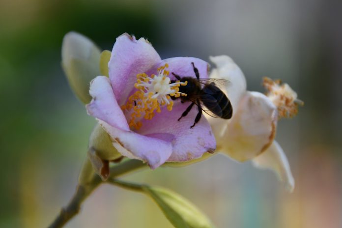 SEG lança primeiro curso online sobre Biodiversidade, Empresas e Finanças