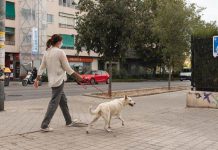 Coabitar com cães e receber bens no domicílio são fatores de risco de COVID-19