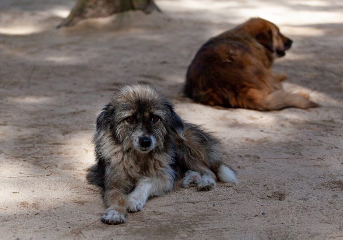 Bem-estar dos cães e dos gatos vai ter legislação própria na União Europeia