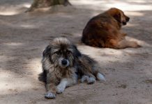 Cães e gatos são afetados pela exposição passiva ao fumo do tabaco que pode aumentar risco de doenças respiratórias e oncológicas Cães e gatos são afetados pela exposição passiva ao fumo do tabaco que pode aumentar risco de doenças respiratórias e oncológicas