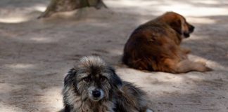 Cães e gatos são afetados pela exposição passiva ao fumo do tabaco que pode aumentar risco de doenças respiratórias e oncológicas Cães e gatos são afetados pela exposição passiva ao fumo do tabaco que pode aumentar risco de doenças respiratórias e oncológicas