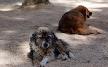 Cães e gatos são afetados pela exposição passiva ao fumo do tabaco que pode aumentar risco de doenças respiratórias e oncológicas Cães e gatos são afetados pela exposição passiva ao fumo do tabaco que pode aumentar risco de doenças respiratórias e oncológicas