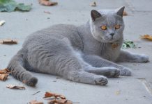 Gatos podem ser infetados com novo coronavírus e transmitir a outros gatos