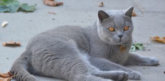 Gatos podem ser infetados com novo coronavírus e transmitir a outros gatos