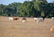 Agricultores contra extinção dos serviços regionais de agricultura