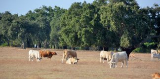 Agricultores contra extinção dos serviços regionais de agricultura