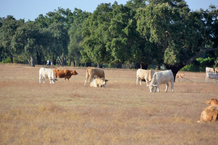 Agricultores contra extinção dos serviços regionais de agricultura