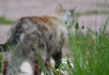 Gatos lutam contra a COVID-19 com anticorpos desenvolvidos naturalmente