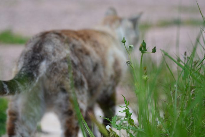 Gatos lutam contra a COVID-19 com anticorpos desenvolvidos naturalmente