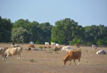 Auxílio estatal de 137 milhões de euros aos produtores agrícolas portugueses