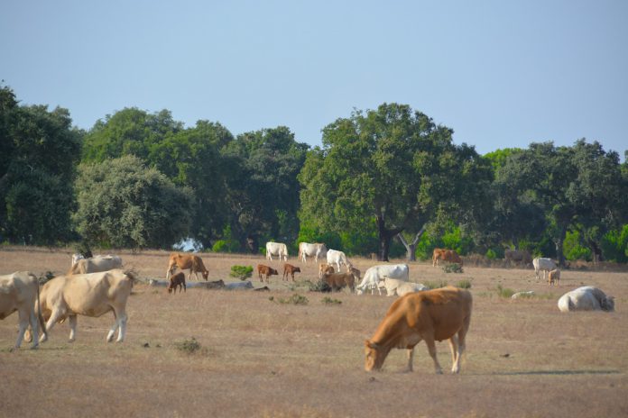 Auxílio estatal de 137 milhões de euros aos produtores agrícolas portugueses