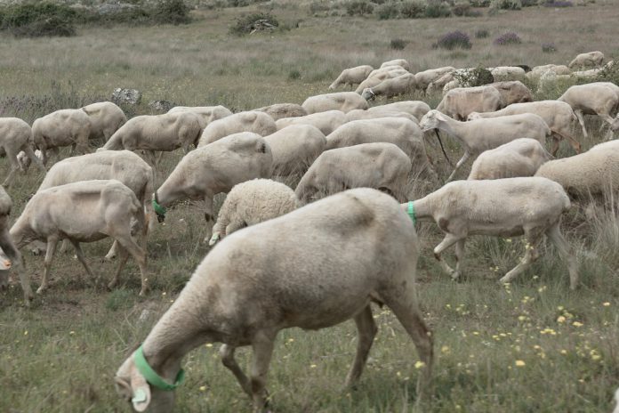 Vacinação animal com apoio financeiro do Município de Bragança