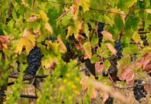 Setor vitivinícola com medidas excecionais de apoio da UE devido à COVID-19