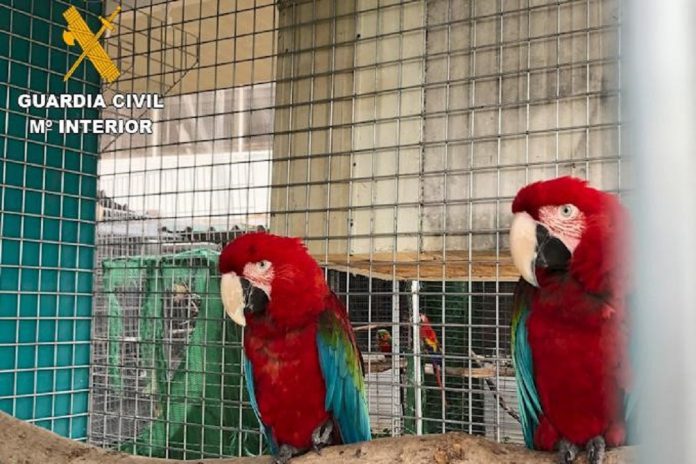 Presos em Espanha 28 traficantes de aves exóticas