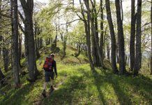 Florestas antigas da Europa estão em risco