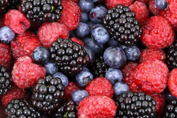 Fruta e chá podem proteger da doença de Alzheimer