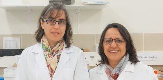 Resíduos do fruto da nogueira combatem nemátodes parasitas de plantas