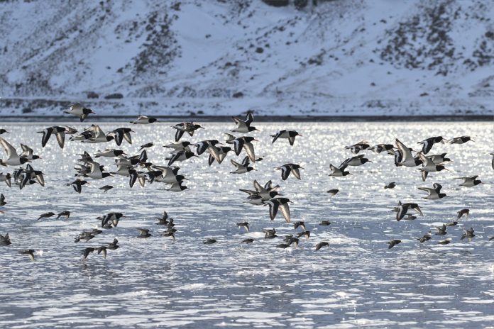 Ártico: Animais alteram comportamentos em resposta às alterações climáticas Ártico: Animais alteram comportamentos em resposta às alterações climáticas