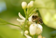 Relatório de eurodeputados exige metas para proteção da biodiversidade