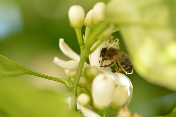 Relatório de eurodeputados exige metas para proteção da biodiversidade