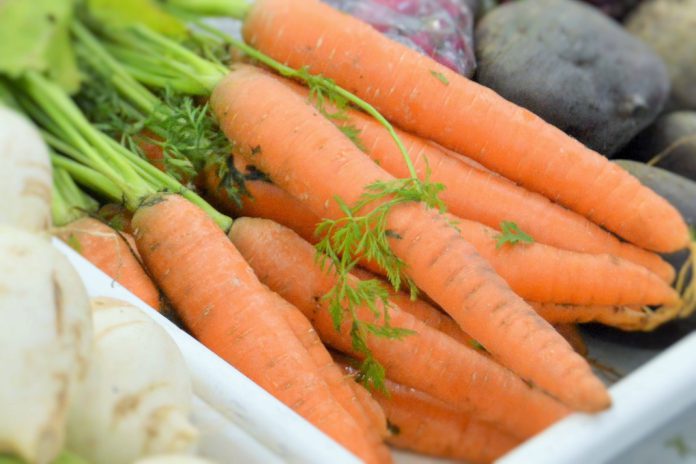 Cenoura laranja ou amarela: uma descoberta genética sobre níveis de carotenoides essenciais para a saúde humana Cenoura laranja ou amarela: uma descoberta genética sobre níveis de carotenoides essenciais para a saúde humana