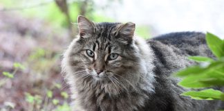 Mais de 800 mil gatos vivem na rua em Portugal onde a falta de microchip limita a proteção do animal e da comunidade