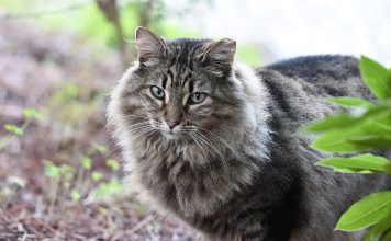 Nova legislação Europeia impõe mais proteção para cães e gatos