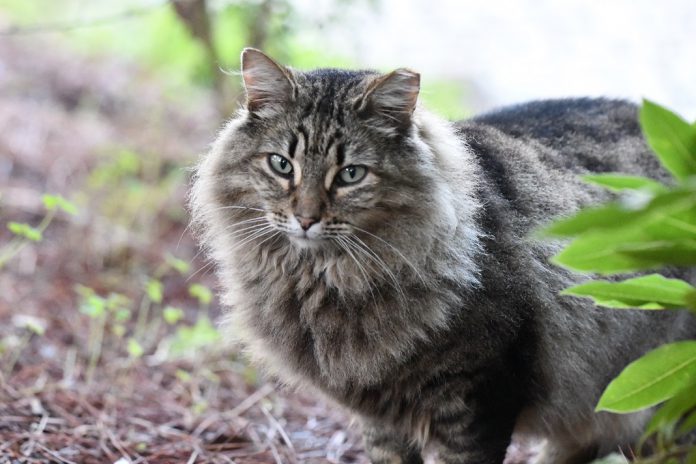 Há transmissão de coronavírus da COVID-19 de pessoas para gatos!