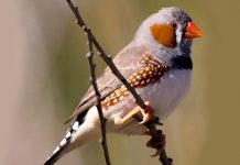 Pássaros canoros podem controlar fibras musculares vocais individuais ao cantar