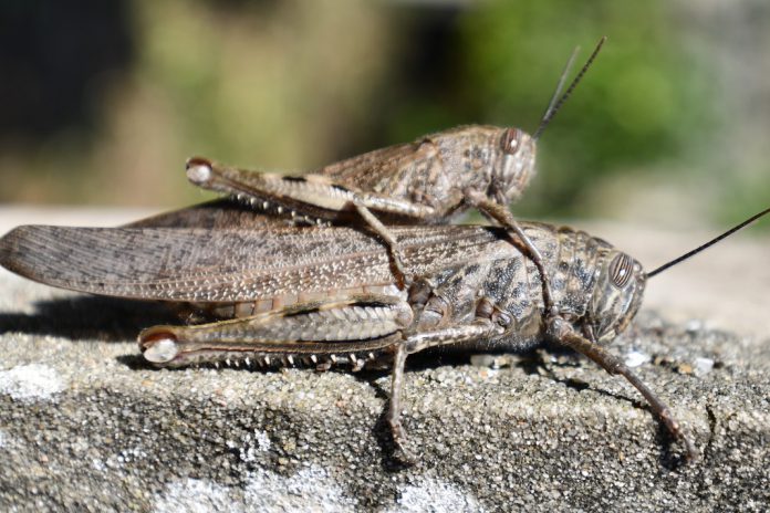 Gafanhoto-migratório é o segundo inseto autorizado para alimentação humana
