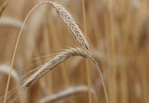 PSD questiona Governo sobre previsível escassez de cereais