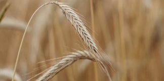 Identificado um gene que aumenta regeneração e melhoramento do trigo