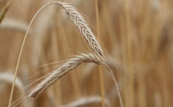 Identificado um gene que aumenta regeneração e melhoramento do trigo Identificado um gene que aumenta regeneração e melhoramento do trigo