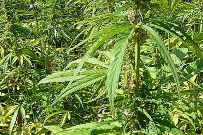 Primeira substância de canábis para fins medicinais aprovada em Portugal