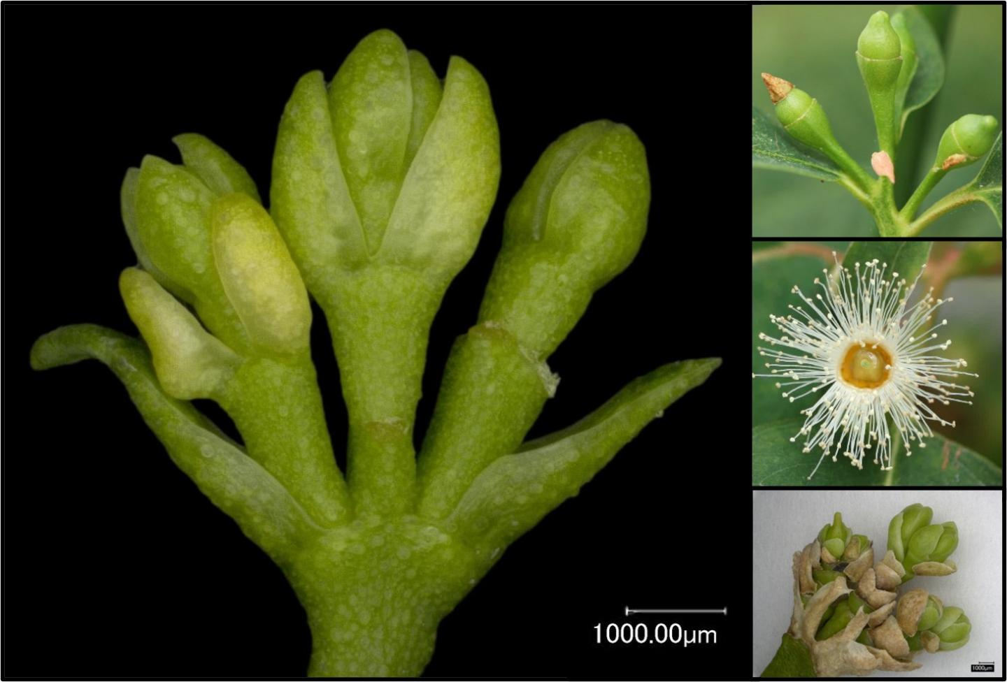 Imagem de um conjunto modificado de botões florais de eucalipto que não se desenvolvem para tornar viável pólen ou sementes (imagem principal e inferior direita), em comparação com botões de flores de tipo selvagem (canto superior direito) e flor aberta (centro direito). 