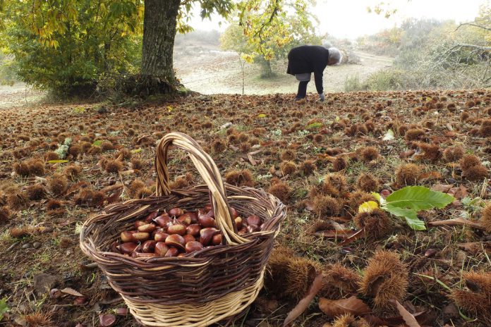 Semana Gastronómica da Caça, Pesca & Castanha em Bragança