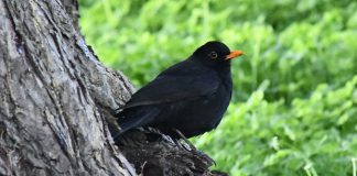 Populações de aves estão a diminuir no mundo