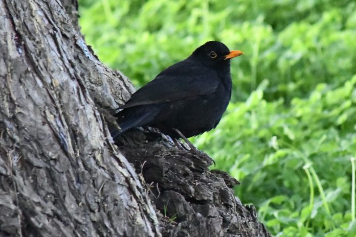 Populações de aves estão a diminuir no mundo