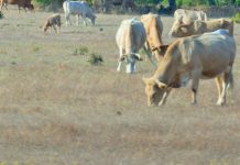 Apoio Europeu aos agricultores em 430 milhões de euros